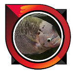 Cover Image of Télécharger Good Fish Cultivation 3.0 APK