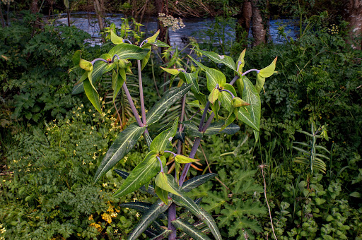 Euphorbia lathyris