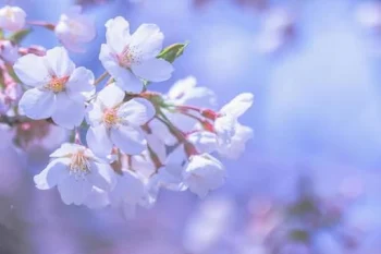 拝啓 桜の花弁へ＿.