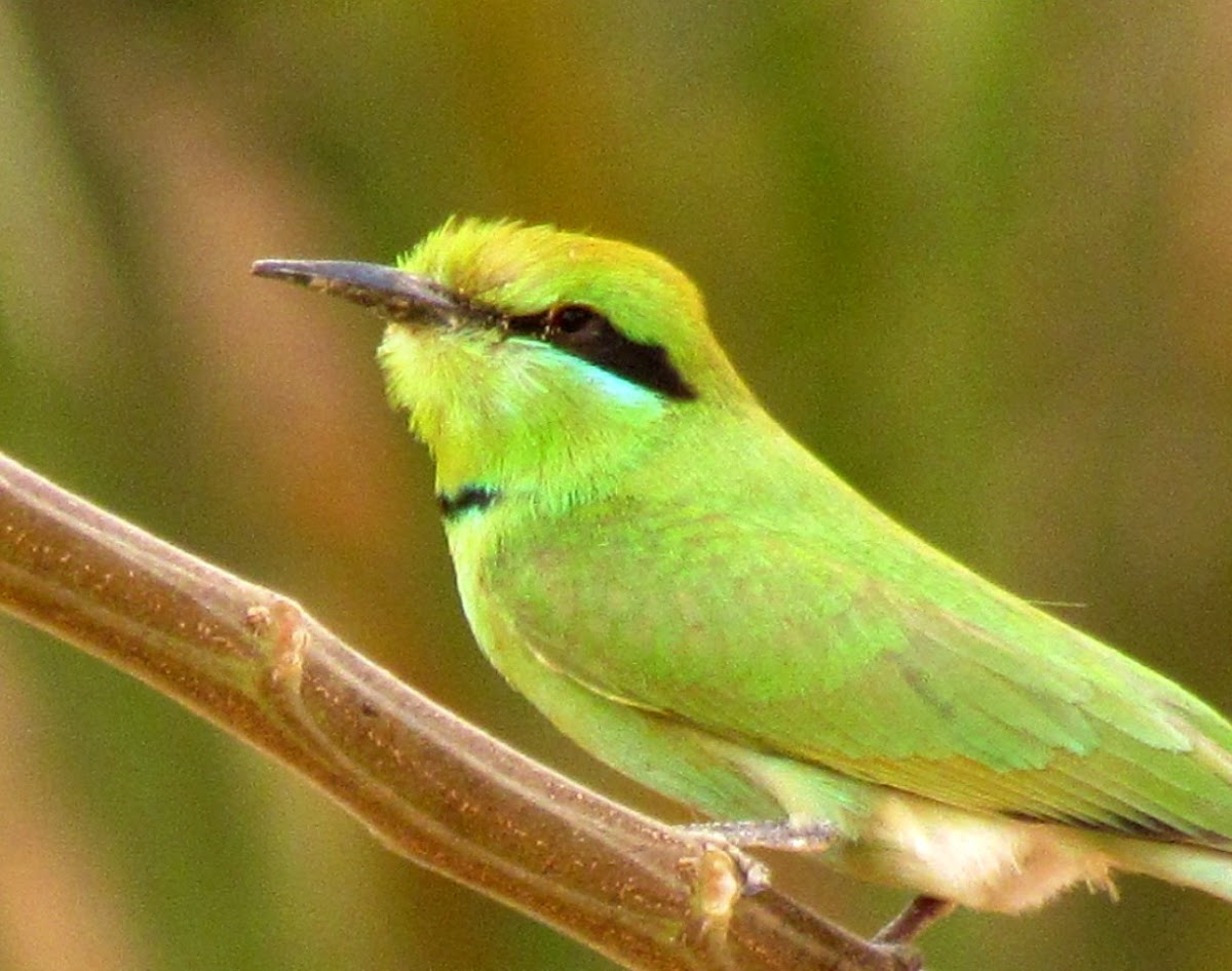 Little green Bee-eater