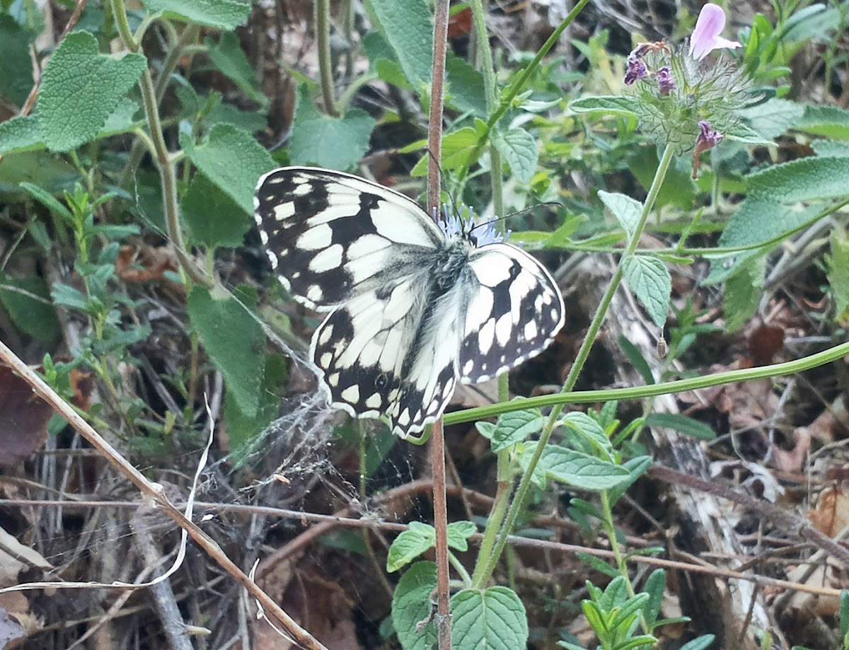 Iberian Marbled White