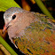 Common Emerald Dove