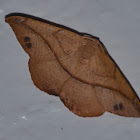 Large maple spanworm (moth)