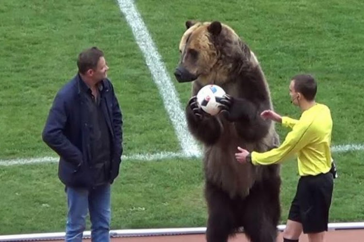 ? C'est un ours qui apporte le ballon du match