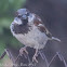 House Sparrow; Gorrión Común