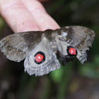 Saturniid moth