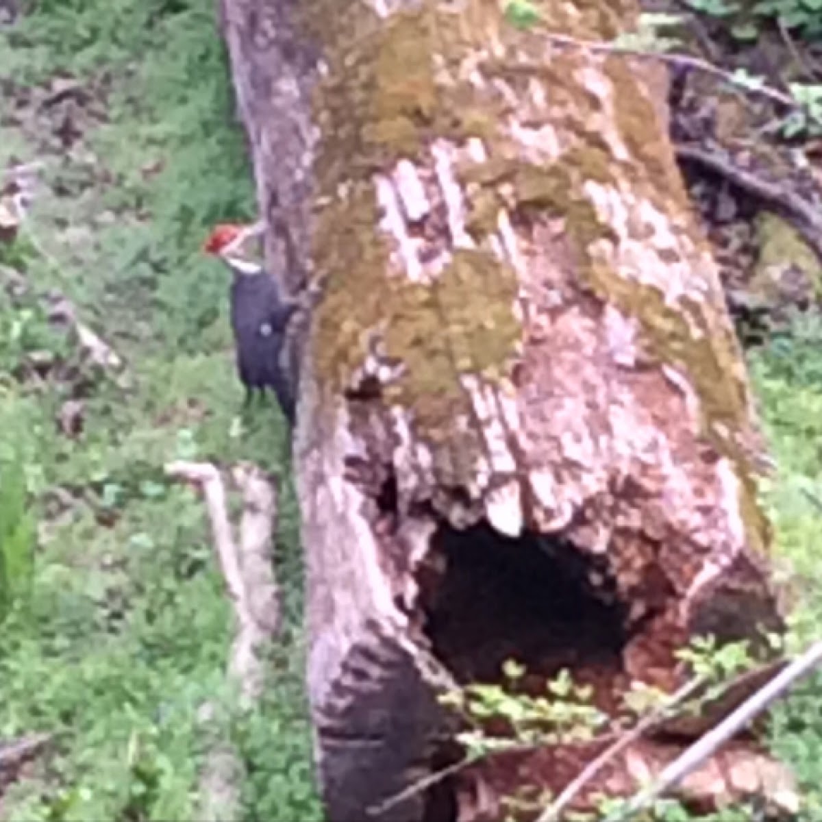 Pileated woodpecker