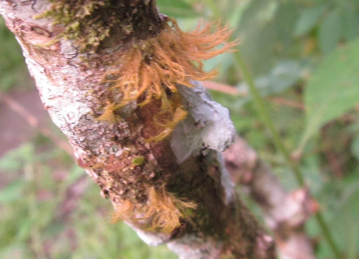 Whitish Feather-Moss