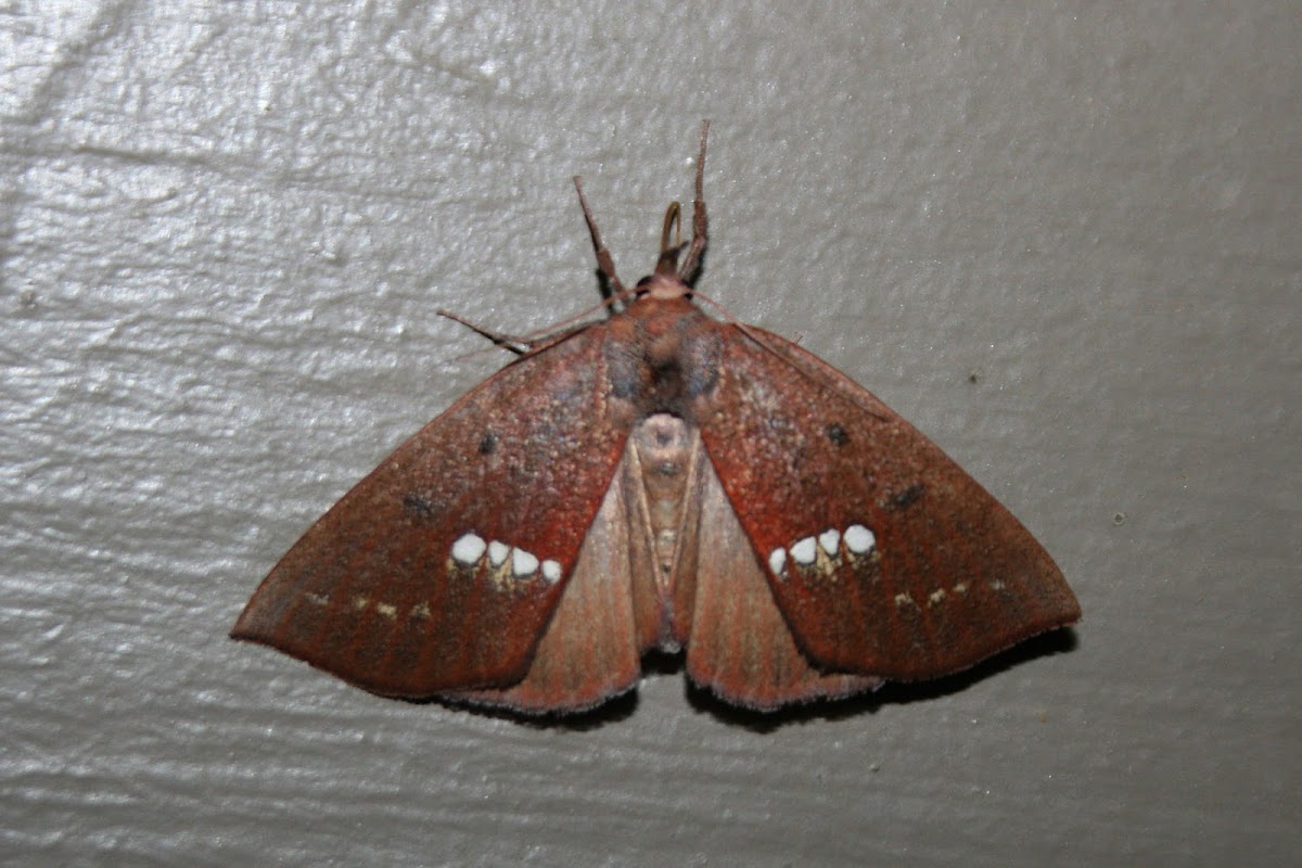 Large Necklace Moth