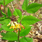 Vicia oroboides