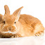 Cute Bunny & Rabbit Wallpapers