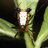 Micrathena Spider