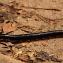 Millipede