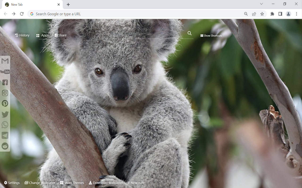 Koala Wallpaper New Tab Preview image 2