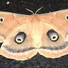 Polyphemus Moth