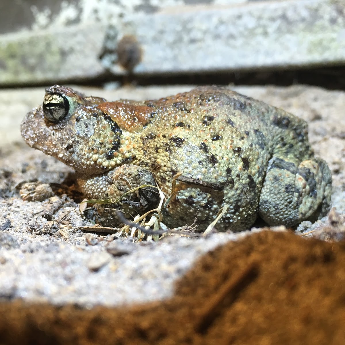 Southern Toad