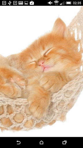 Kitten Wallpapers