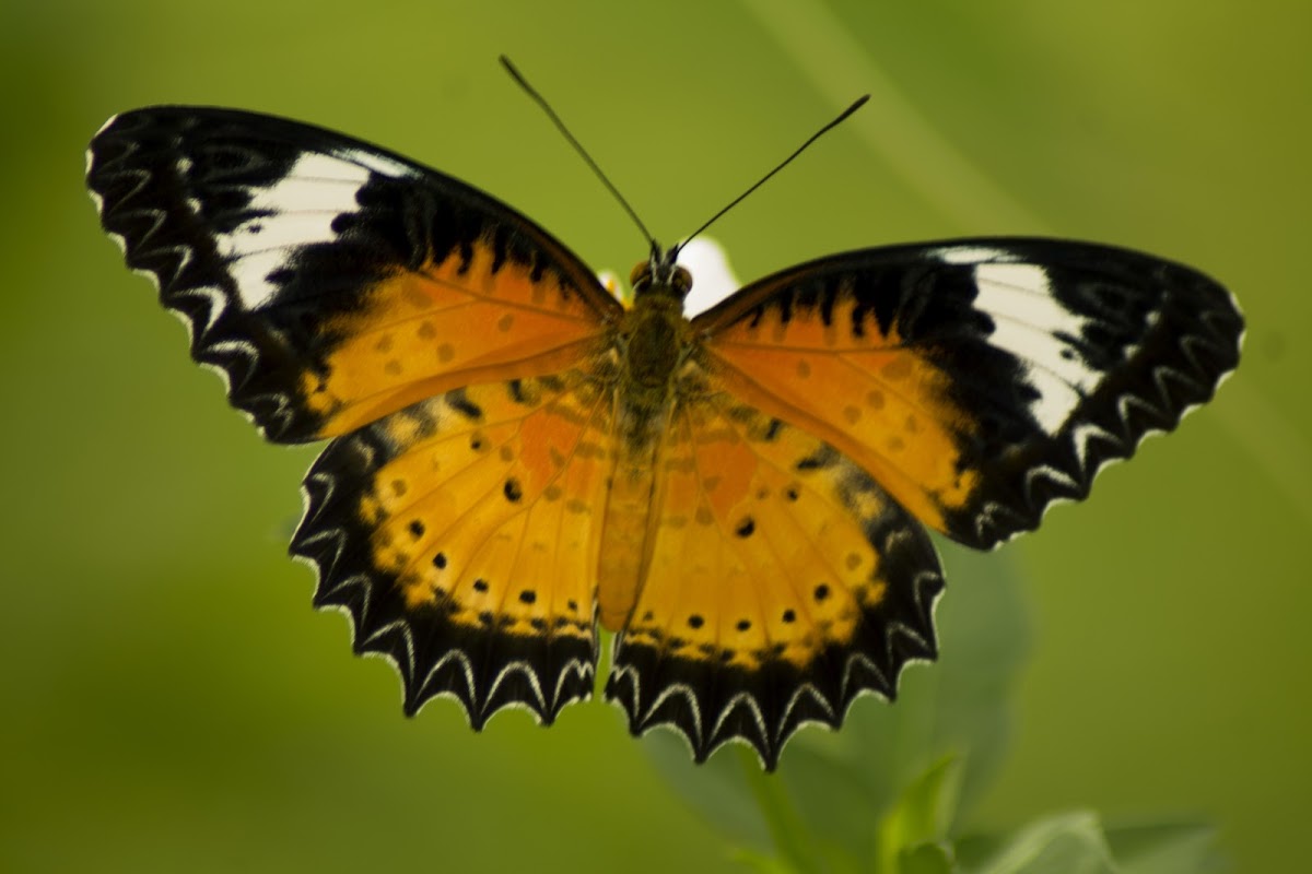 Leopard Lacewing