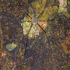 Long-spinnered bark spider