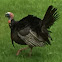 Wild Turkey