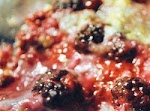 Blackberry Cobbler Delight was pinched from <a href="http://allrecipes.com/Recipe/Blackberry-Cobbler-Delight/Detail.aspx" target="_blank">allrecipes.com.</a>