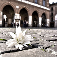 un fiore nel cemento di 