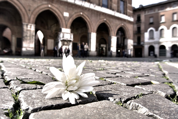 un fiore nel cemento di piacentina83