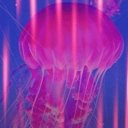 JellyJelly Bright