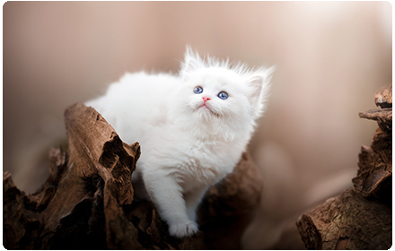 Cats & Kittens Wallpapers New Tab Preview image 0