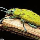 Gold Dust Weevil