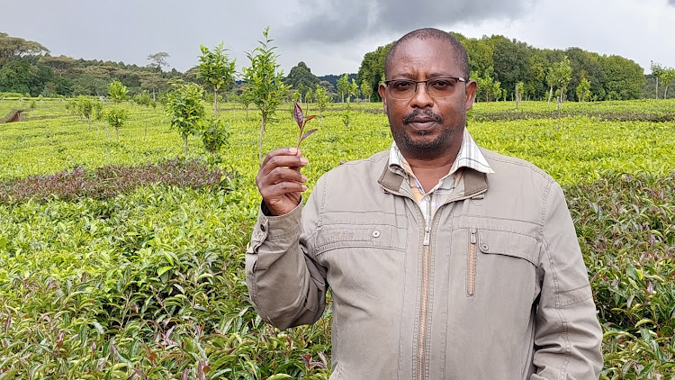 James Marete, Tea Board of Kenya assistant director in charge of technical and advisory services, at a farm in Tea Research Institute in Kericho county