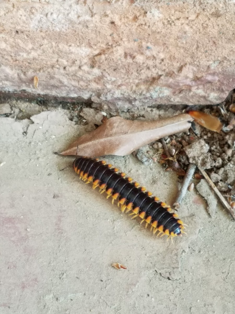 Yellow and Black Flat Millipede