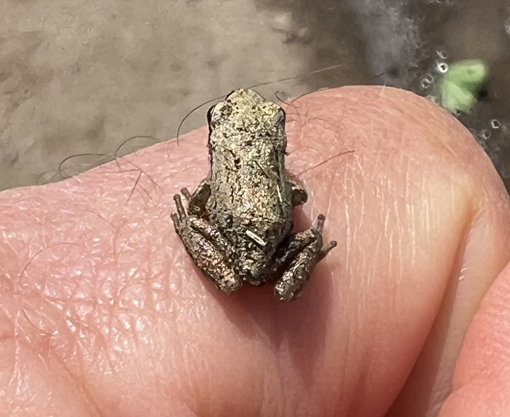 unidentified frog