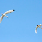 White Ibis