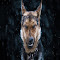 Item logo image for Shepsky Mix New Tab