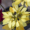 Pointsettia