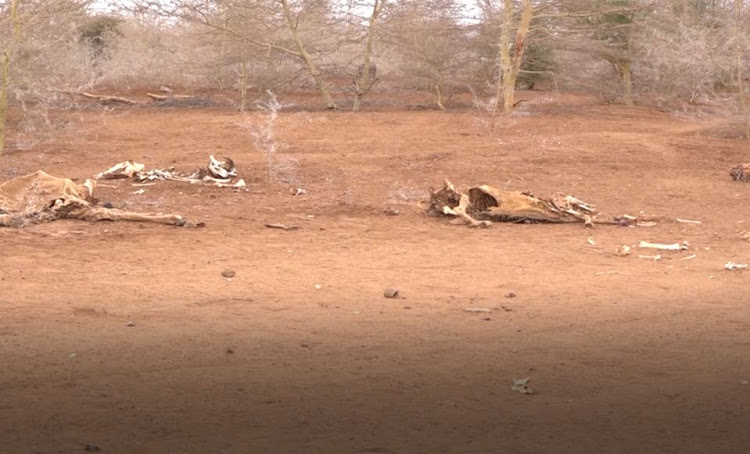 Carcasses of cows in Banane, Lagdera subcounty on Thursday, October 13.