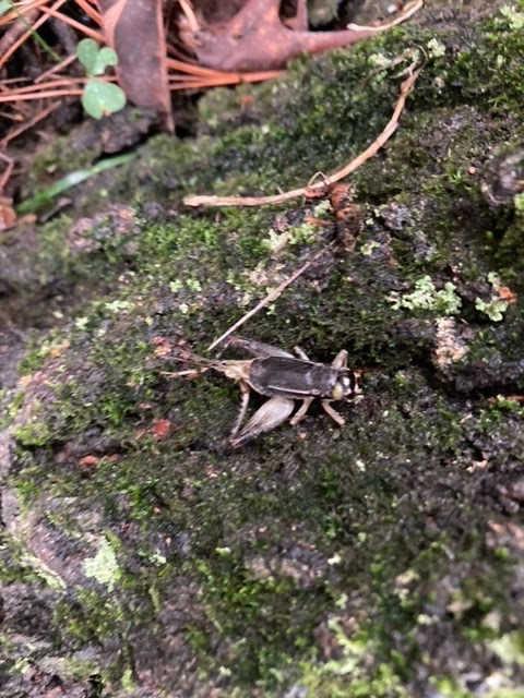 Field cricket