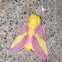 Rosy Maple Moth