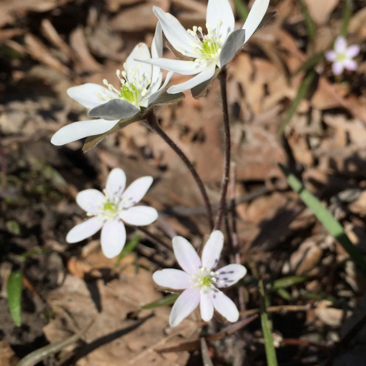 Hepatica