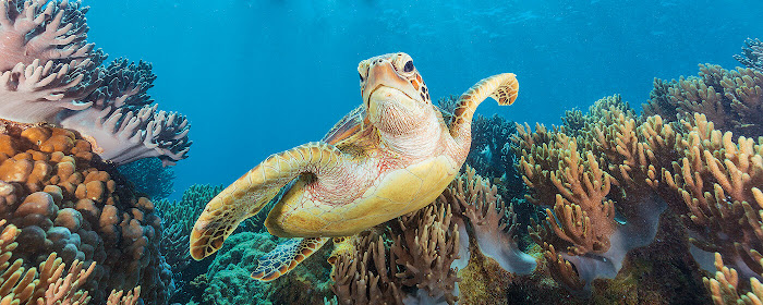 Sea Turtles - New Tab in HD marquee promo image