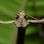 Stick Insect, Phasmid - Female