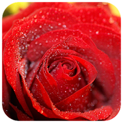 Raindrop Flower live wallpaper  Icon