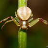 Ambush Crab Spider