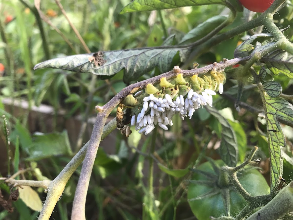 Tomato Hornworm