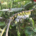 Tomato Hornworm