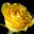 Yellow Flowers HD Photography New Tabs Theme