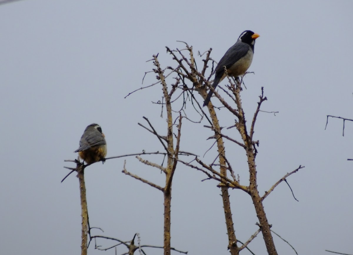 Golden Billed Salator