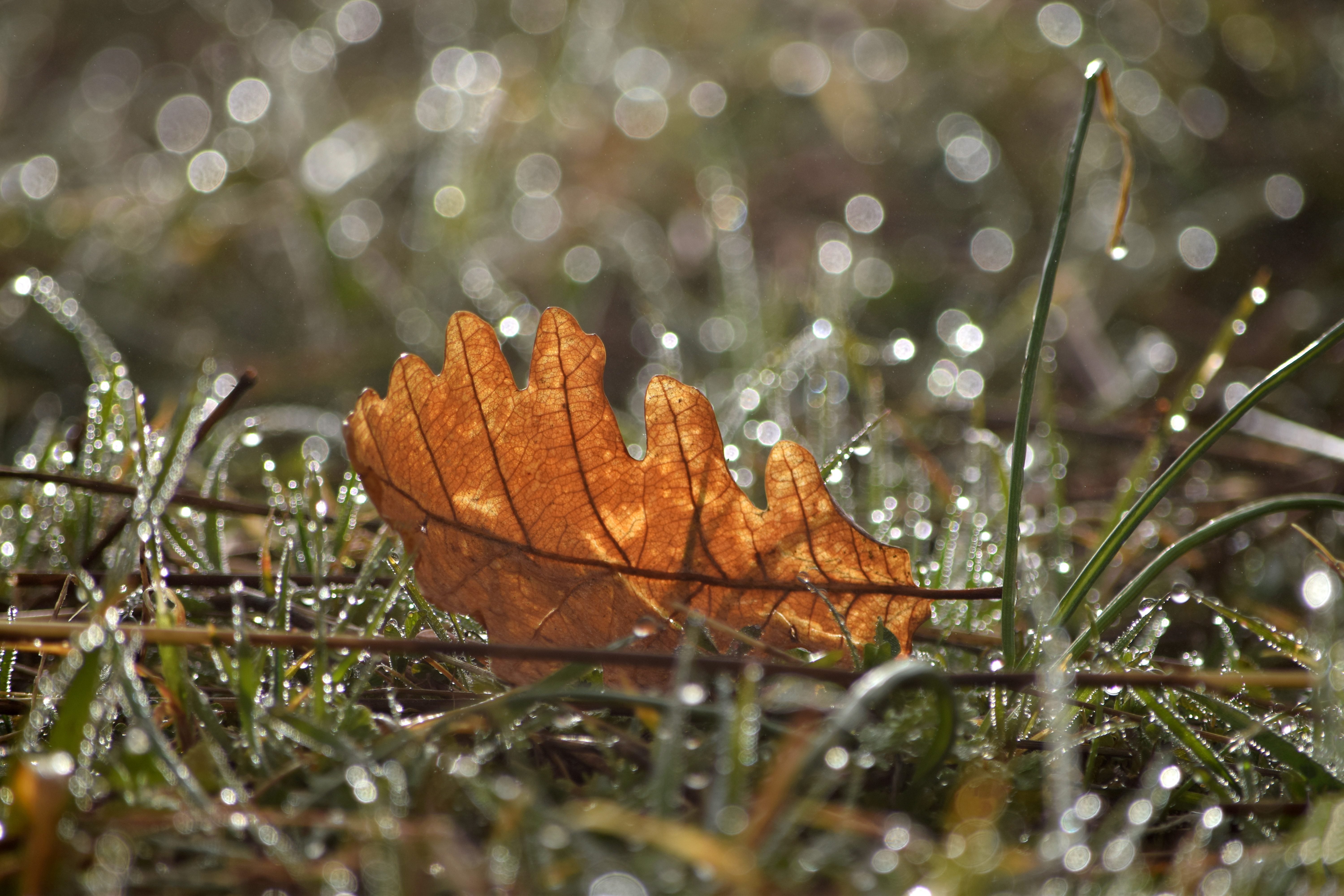 mattina d'autunno di irina sirbu