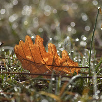 mattina d'autunno di 